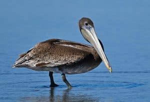 Pelican Korku Evi
